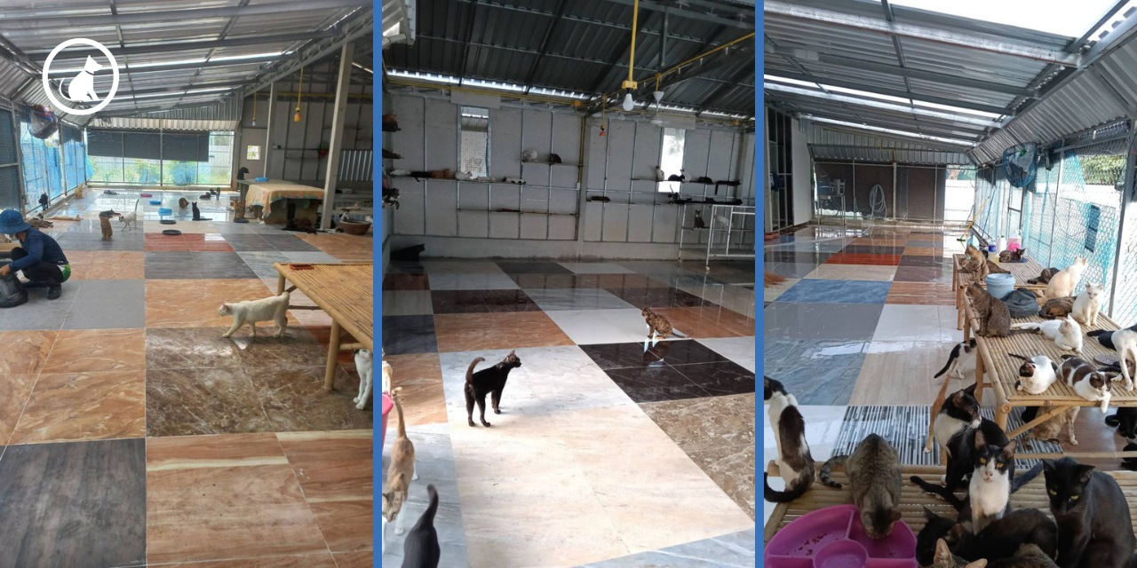 Mongrela Supports Shelter Renovation for Dog and Cat Cozy Shelter, Lopburi, Thailand